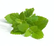 Lemon Balm