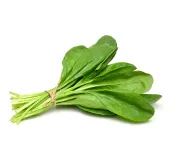 Longevity Spinach