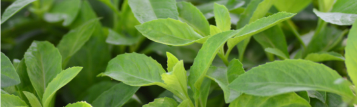 Longevity Spinach